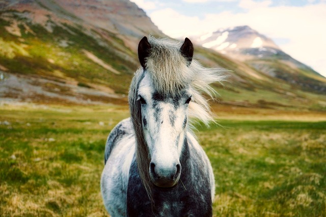 Iceland Resorts for Wild Travel