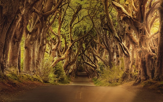 Ireland Lodges for Countryside Trips