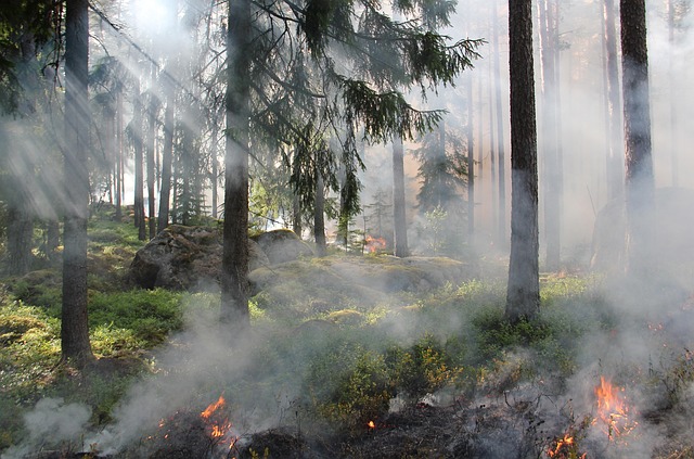 Sweden Lodges for Forest Trips